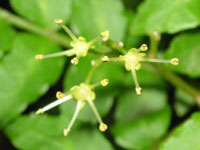 サンショウの花の写真