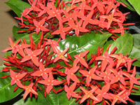 �T���^���J�̉�