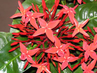 �T���^���J�̉�