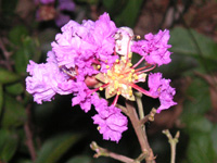 写真「サルスベリ〔百日紅〕の花」