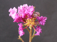 写真「サルスベリ〔百日紅〕の花」