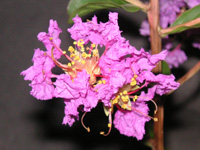 写真「サルスベリ〔百日紅〕の花」