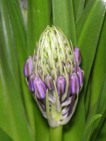 シラー・ペルビアナ〔Scilla peruviana〕の花（写真）