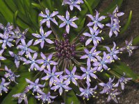 シラー・ペルビアナ〔Scilla peruviana〕の花（写真）