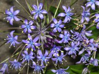 シラー・ペルビアナ〔Scilla peruviana〕の花（写真）