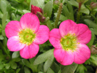 写真「セイヨウクモマグサ〔西洋雲間草〕の花」