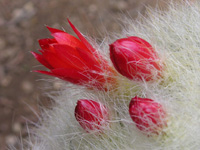 セッコウ〔雪晃〕の花（セッコウ〔雪晃〕）