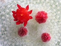 セッコウ〔雪晃〕の花（セッコウ〔雪晃〕）