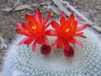 セッコウ〔雪晃〕の花（セッコウ〔雪晃〕）