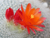 セッコウ〔雪晃〕の花（セッコウ〔雪晃〕）