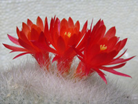 セッコウ〔雪晃〕の花（セッコウ〔雪晃〕）