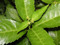 写真「センリョウ〔千両〕」