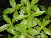 写真「センリョウ〔千両〕」