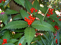 写真「センリョウ〔千両〕の実」