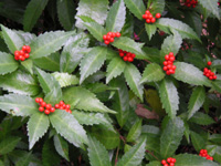 写真「センリョウ〔千両〕の実」