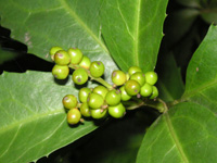 写真「センリョウ〔千両〕の青い実」