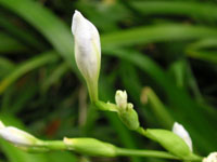 写真「シャガ〔著莪〕の花」