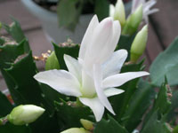 写真「シャコバサボテンの花」