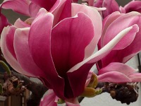 シモクレン〔紫木蓮〕の花（写真）
