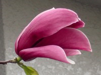 シモクレン〔紫木蓮〕の花（写真）