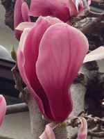 シモクレン〔紫木蓮〕の花（写真）