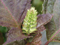 写真「シソ〔紫蘇〕の花穂」