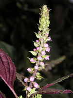 写真「シソ〔紫蘇〕の花」