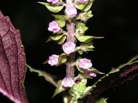 写真「シソ〔紫蘇〕の花」