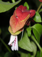 �R�G�r�\�E�̉�