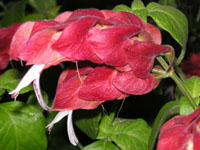 �R�G�r�\�E�̉�