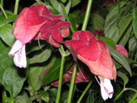 �R�G�r�\�E�̉�