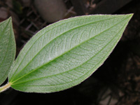 写真「シコンノボタン〔紫紺野牡丹〕の花」