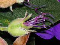 写真「シコンノボタン〔紫紺野牡丹〕の花」