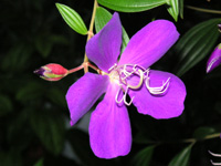 写真「シコンノボタン’コートダジュール’の花」