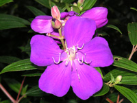 写真「シコンノボタン’コートダジュール’の花」