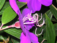 写真「シコンノボタン’コートダジュール’の花」