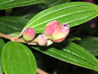 写真「シコンノボタン’コートダジュール’の花」