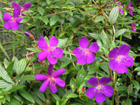 写真「シコンノボタン’コートダジュール’の花」