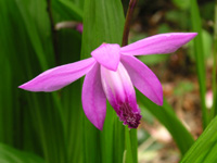 写真「シラン〔紫蘭〕の花」