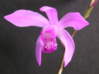 写真「シラン〔紫蘭〕の花」