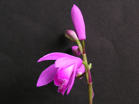 写真「シラン〔紫蘭〕の花」