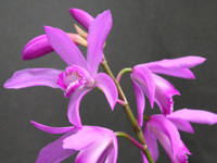 写真「シラン〔紫蘭〕の花」