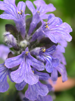 写真「セイヨウジュウニヒトエ〔西洋十二単〕の花」