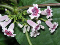 写真「ヘクソカズラ〔屁糞葛〕の花」