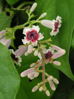 写真「ヘクソカズラ〔屁糞葛〕の花」