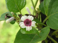 写真「ヘクソカズラ〔屁糞葛〕の花」