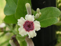 写真「ヘクソカズラ〔屁糞葛〕の花」