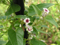 写真「ヘクソカズラ〔屁糞葛〕の花」