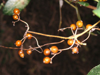 写真「ヘクソカズラ〔屁糞葛〕の花」