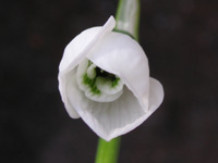 写真「スノードロップ〔Snowdrop〕の花」